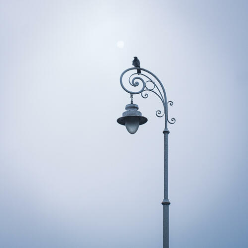 Bird on a lamp